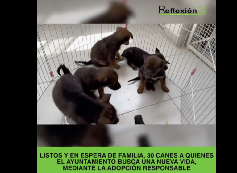 Listos y en espera de familia, 30 canes a quienes el ayuntamiento busca una nueva vida, mediante la adopción responsable
